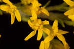 Wrinkleleaf goldenrod